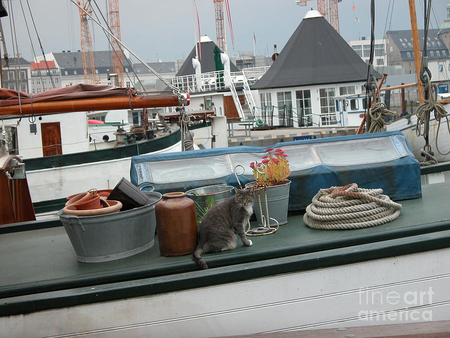 Cat on Boat Photograph by Jim Goodman