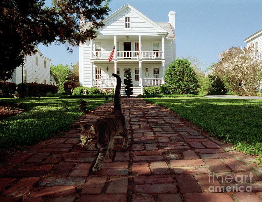 Cat on Brick Walk Photograph by Tom Brickhouse