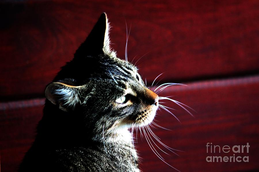 Cat on Red Photograph by Janice Byer