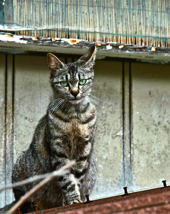 Cat on roof Photograph by Jocelyn Kahawai