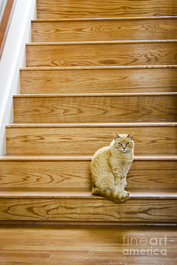Cat on Stairs Photograph by Patty Colabuono