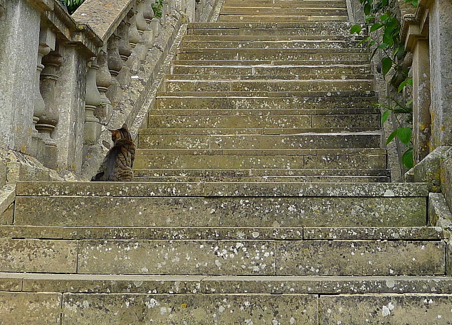 Cat On Steps Photograph by Denise Mazzocco