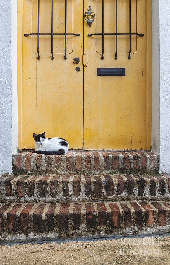 Cat On Steps In Front Of Door in Old San Juan Puerto Rico Photograph by Bryan Mullennix