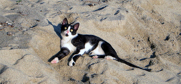 Cat Photograph - Cat On The Beach by Emilija Cerovic