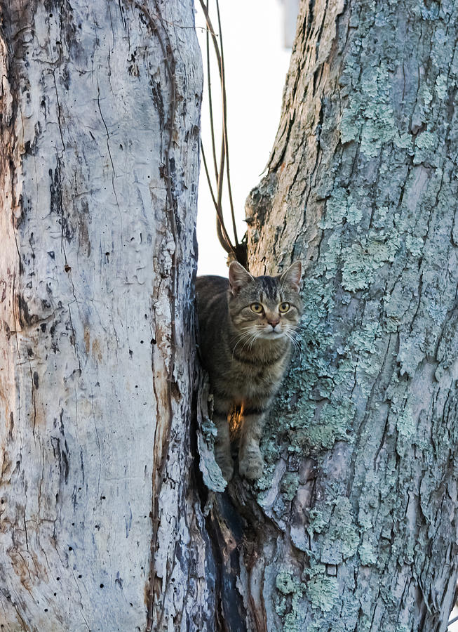 Cat On The Lookout Photograph