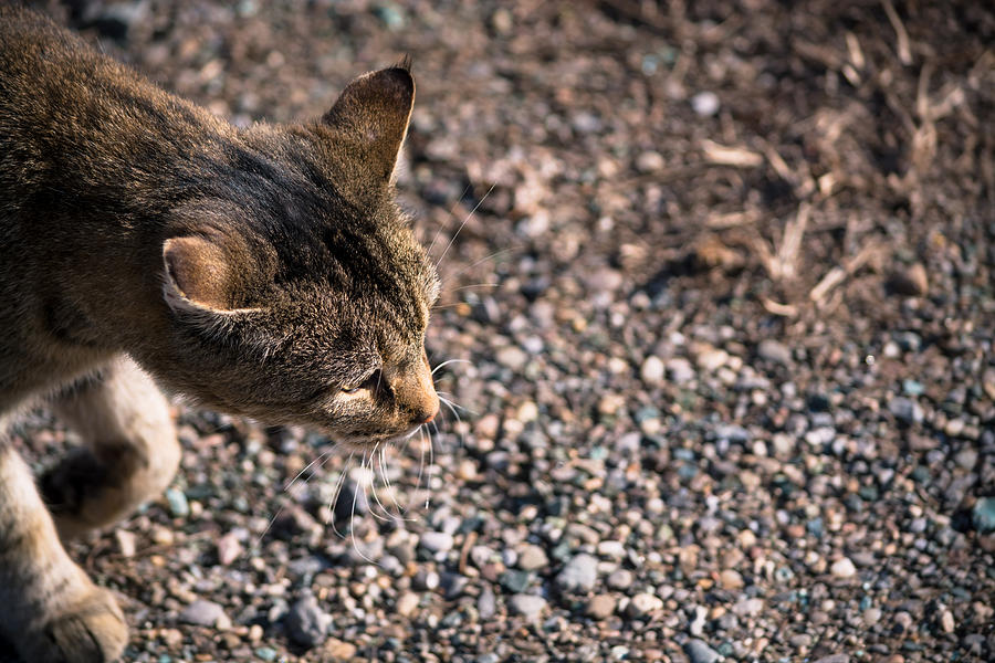 Cat On The Prowl Photograph by Holden The Moment