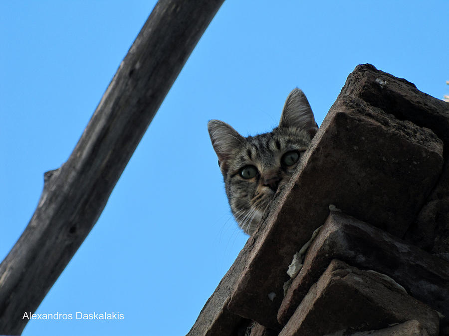 Cat on the Roof Photograph by Alexandros Daskalakis