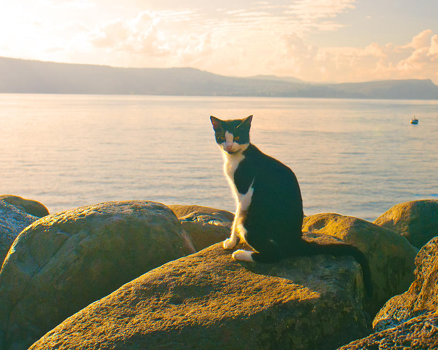 Cat on the Sea of Galilee Photograph by Don Wolf