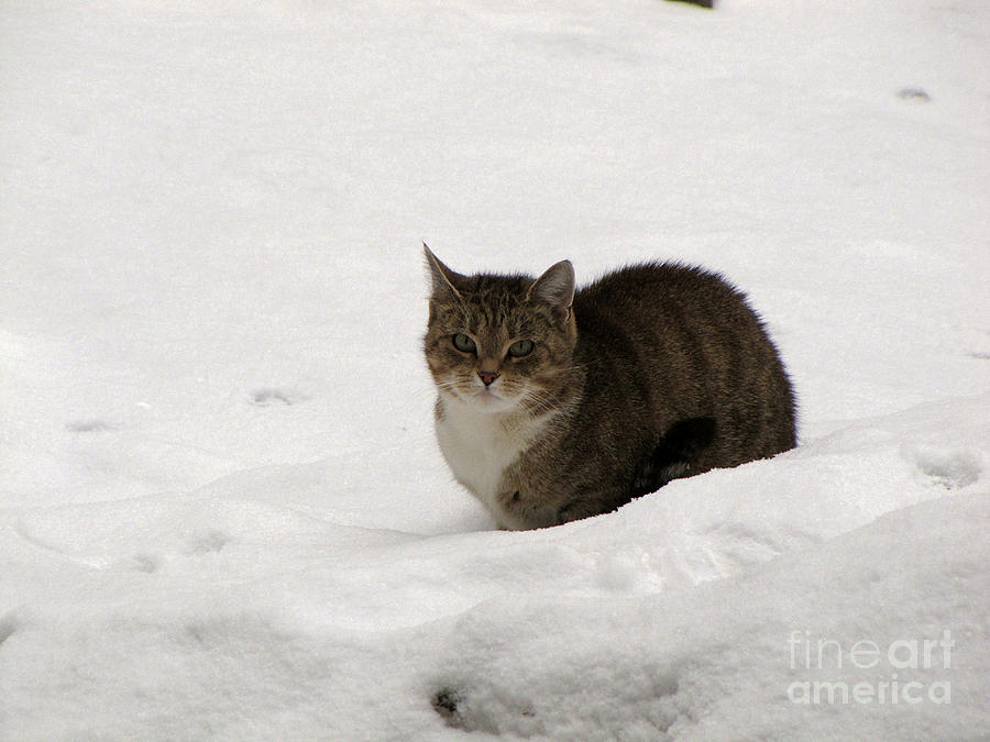 Animal Photograph - Cat on the snow by Irina Gladkaja