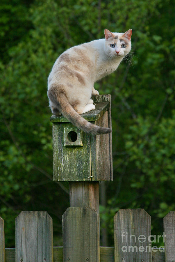 Cat Perched on a Bird House Photograph by Jt PhotoDesign - Pixels