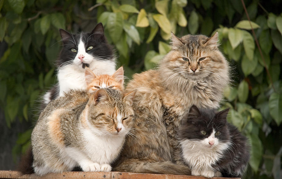 Cat Pile Photograph by Jeremy Voisey