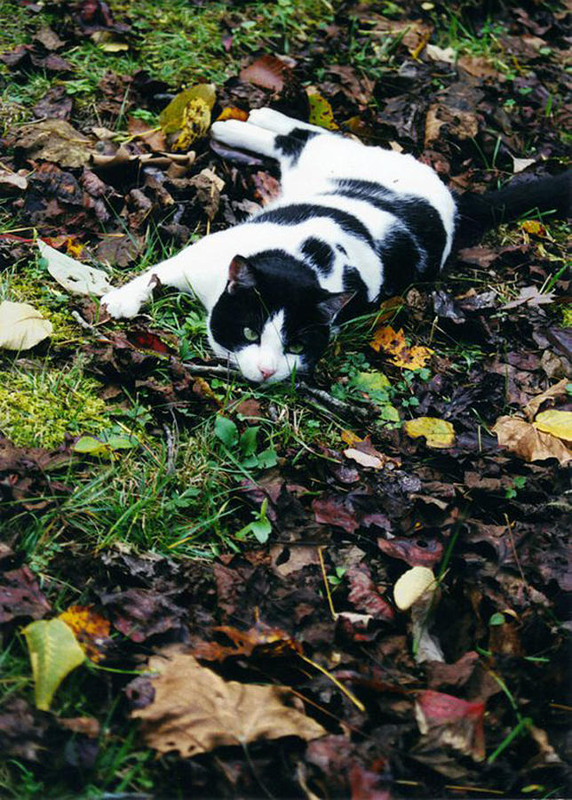 Cat playing in autumn leaves Photograph by Lois Tomaszewski