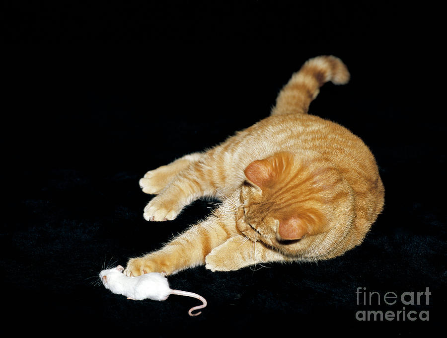 Cat Playing With Mouse Photograph by Tierbild Okapia