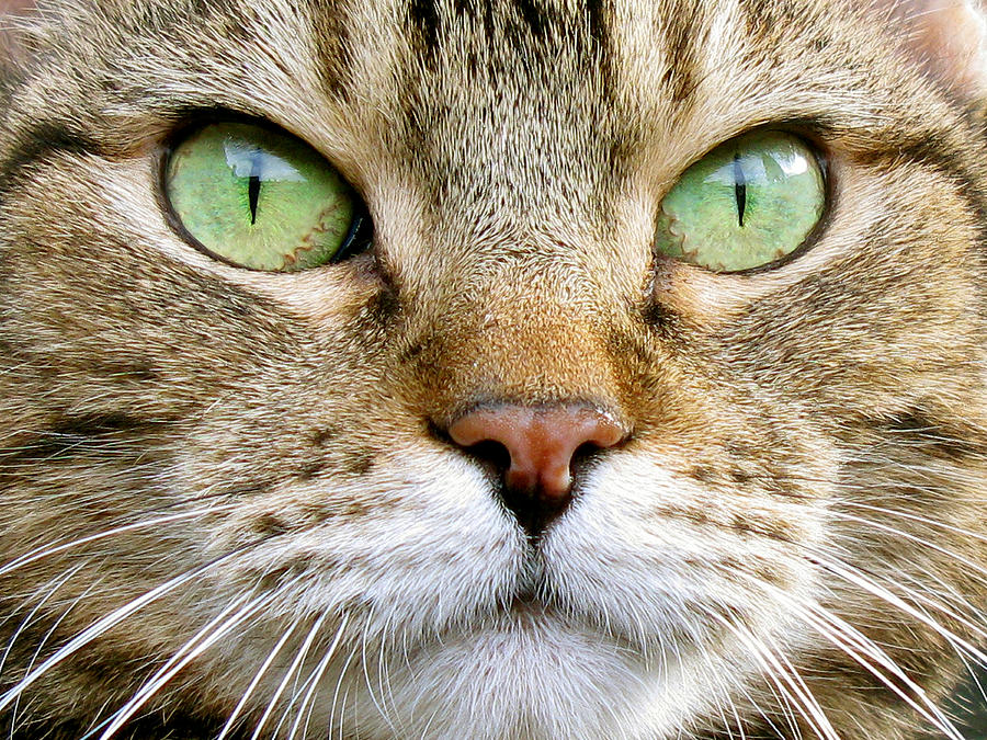 Cat Portrait 1 Photograph by Helene U Taylor