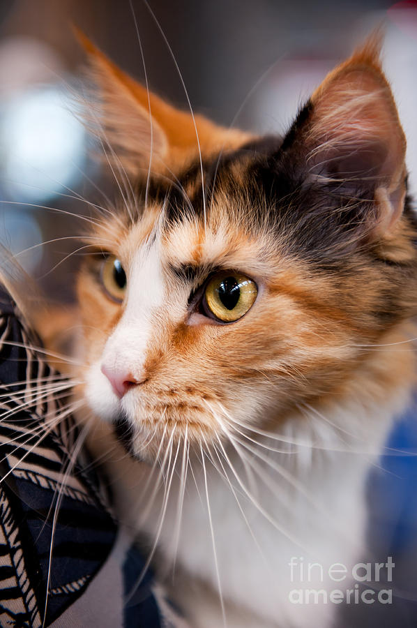 Red hair cat Photograph by Arletta Cwalina - Pixels