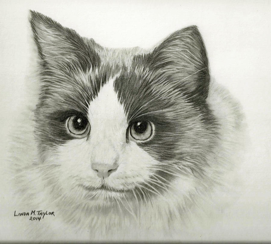 Cat Portrait Custom Graphite Pencil Drawing Drawing by Linda Taylor