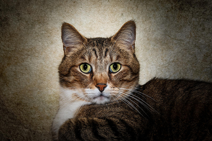 Cat Portrait Photograph by Doug Long