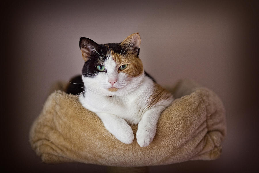 Cat Portrait Photograph by Ian Good