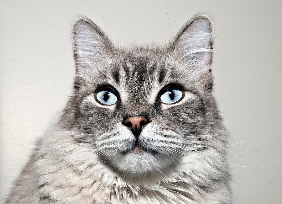 Cat portrait Photograph by Marek Poplawski