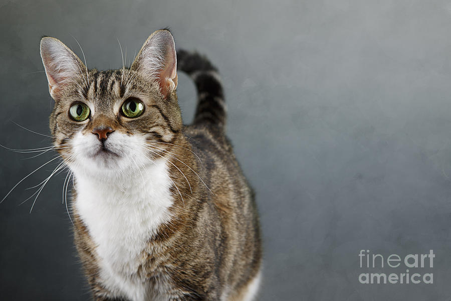 Cat Photograph - Cat Portrait by Nailia Schwarz