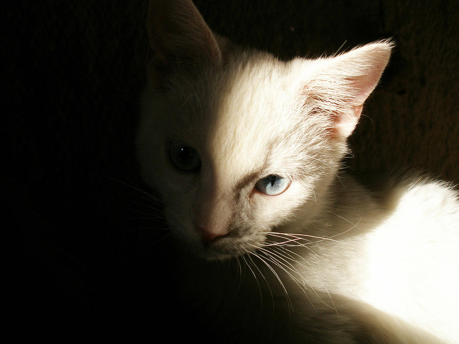 Nature Photograph - Cat portrait by Zsuzsa Balla