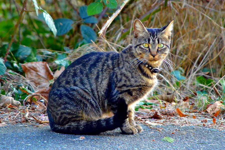 Cat Pose Photograph by Nicki Pixels