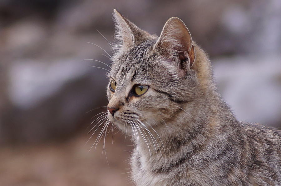 Cat-Profile Photograph by Angelika Sauer - Fine Art America