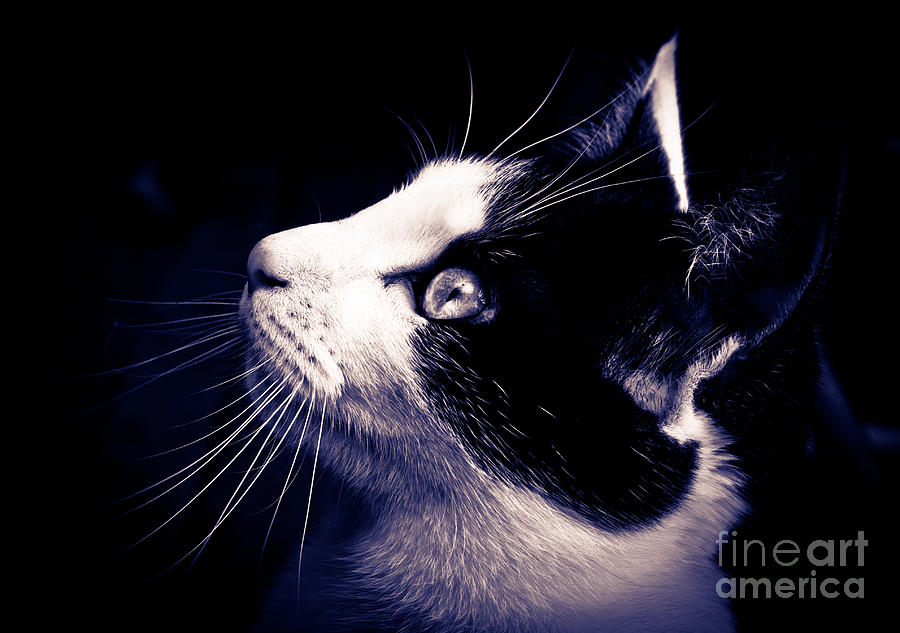 Cat Profile Photograph by Cheryl Baxter