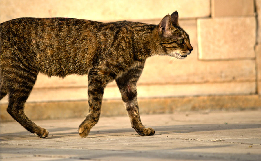 Cat Photograph - Cat prowling by V Naveen  Kumar