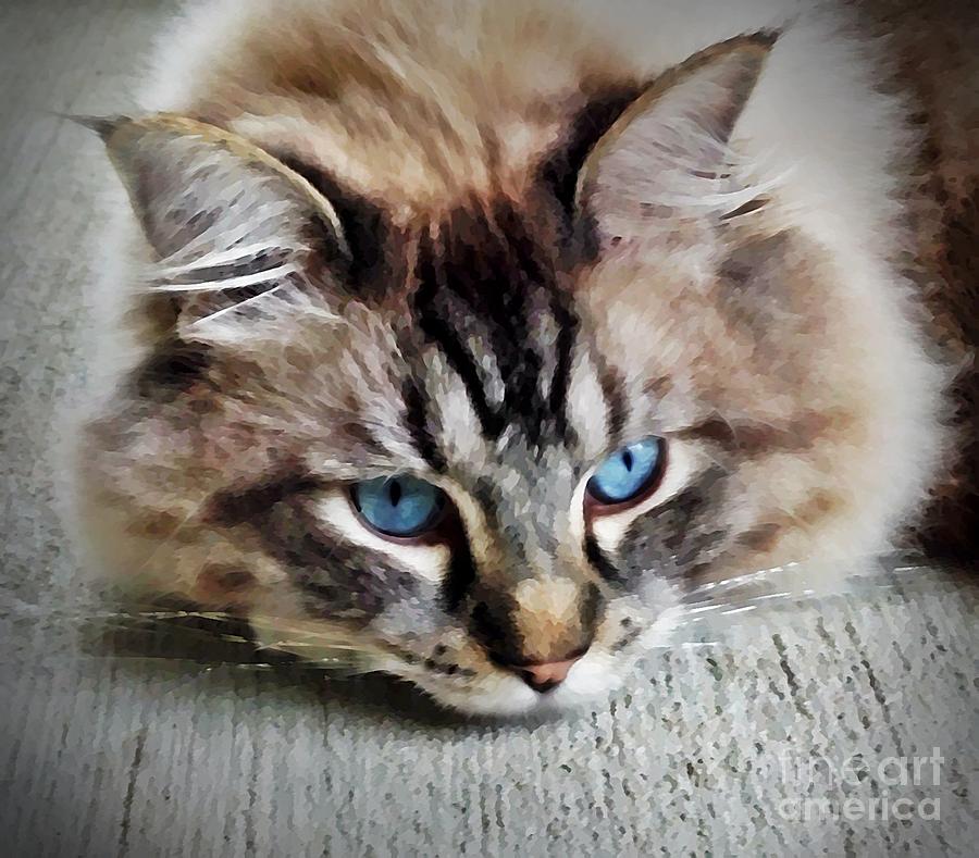 Kitty Mixed Media - Cat - Ragdoll - Linx Kitty by PurrVeyor Com Kitty Mixed Media - Cat - Ragdoll - Linx Kitty by PurrVeyor Com