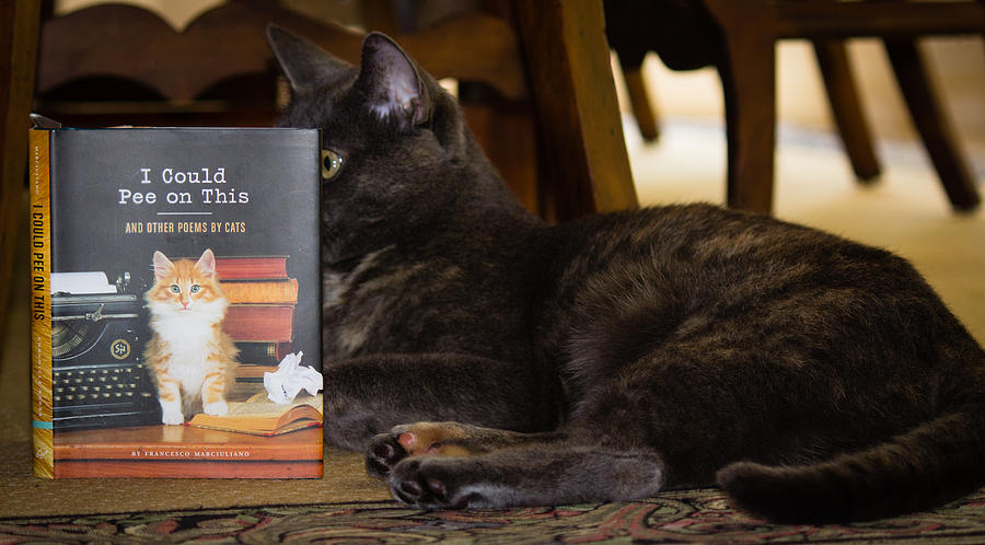 Cat Reading Photograph by Christy Cox