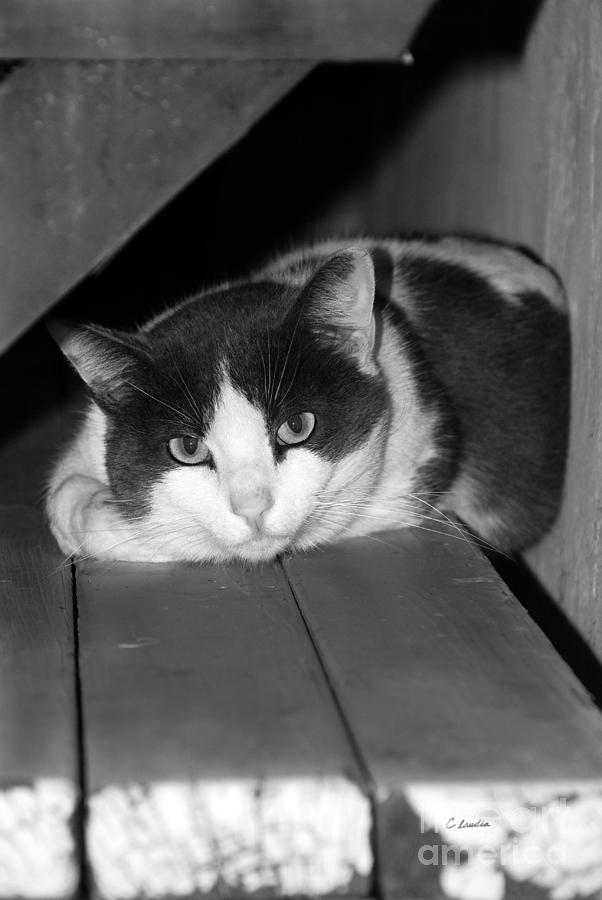 Cat Relaxing On Bench - Black and White Photograph by Claudia Ellis