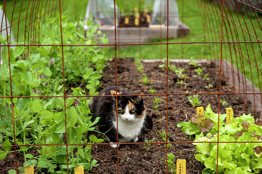Lettuce Photograph - Cat Resting In Garden, Halifax by Joseph De Sciose