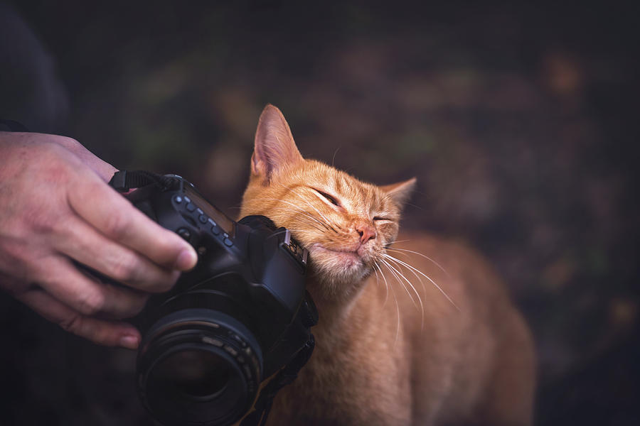 Animal Photograph - Cat Rubbing On Camera by Ktsdesign/science Photo Library