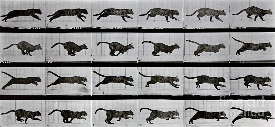 Black And White Photograph - Cat running by Eadweard Muybridge
