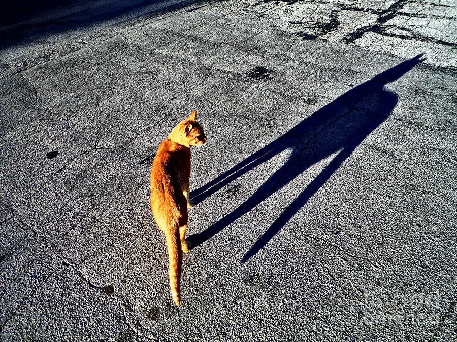 Cat Shadow Self Photograph by Paddy Shaffer