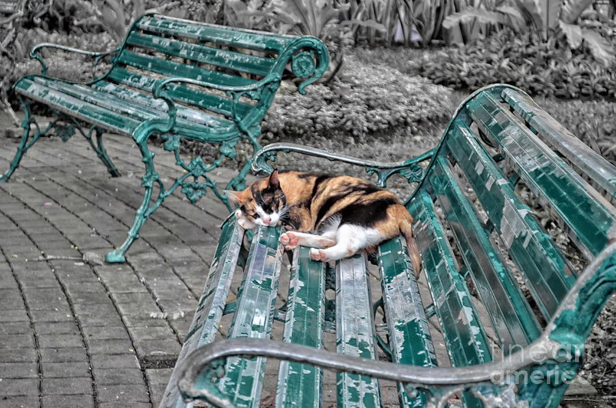 cat siesta at Lumpini park Bangkok Photograph by Michelle Meenawong