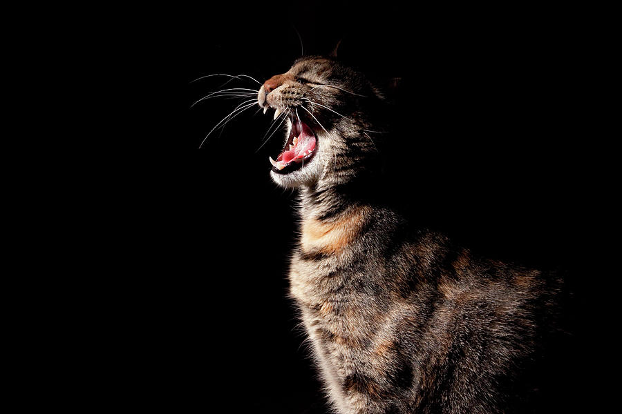 Cat Singing In The Spotlight Photograph by Winterwood Photography