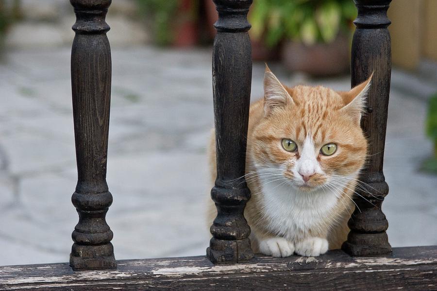 Cat Sitting Between Railings Photograph