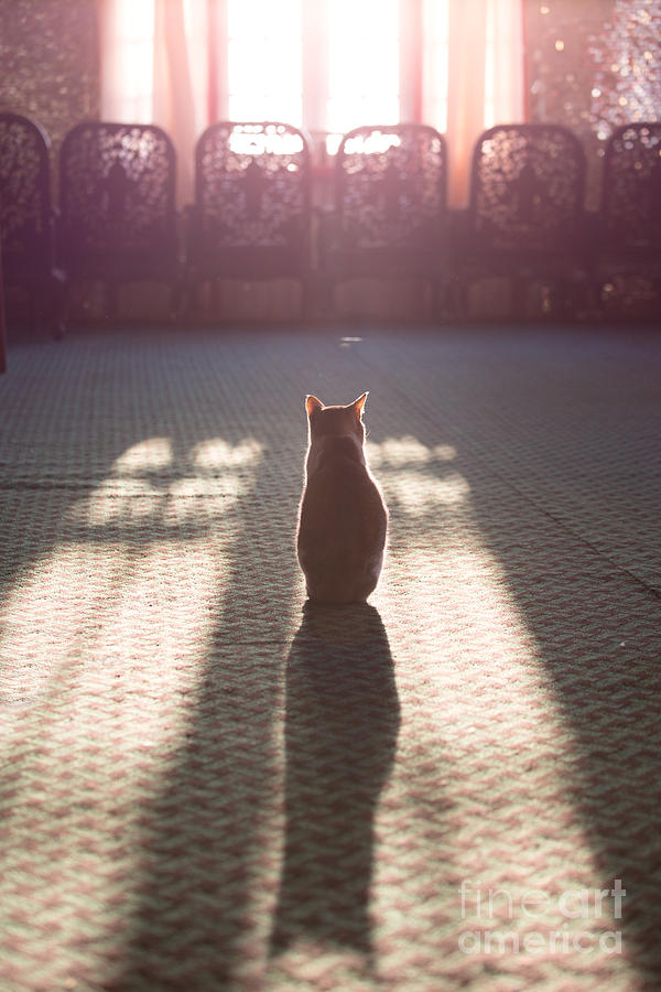 Sunset Photograph - Cat sitting near window by Matteo Colombo