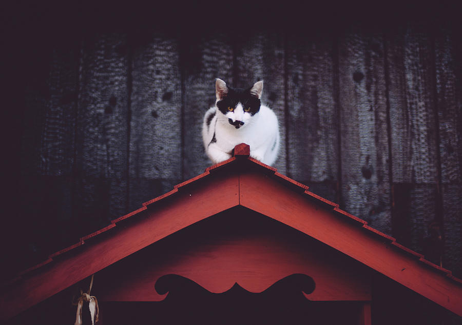 Cat Sitting On Roof Photograph by Nazra Zahri