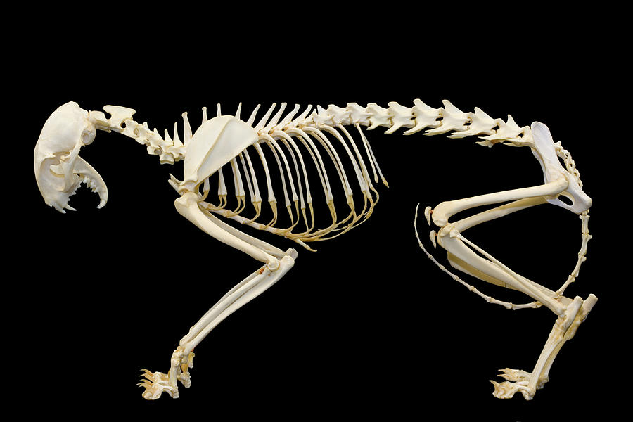 Cat Skeleton Photograph by Science Stock Photography/science Photo Library