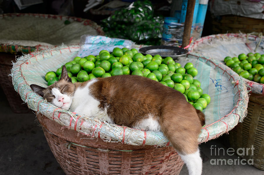 Lime Photograph - Cat Sleeping Among the Limes by Dean Harte