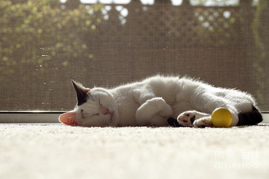 Cat Sleeping In The Sunshine Photograph