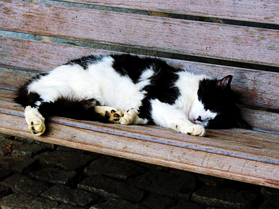 Cat Sleeping on Bench Photograph by Susan Savad