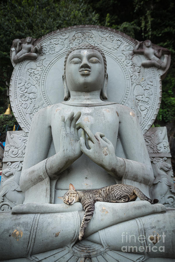 Cat sleeping on the lap Buddha statues. Photograph by Tosporn Preede