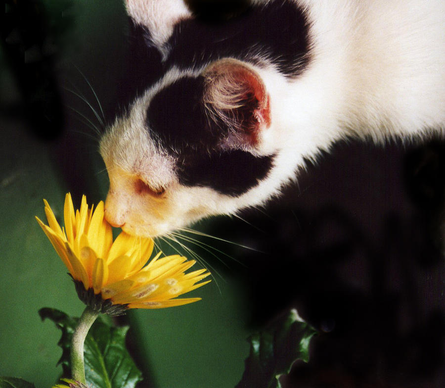 Cat Smelling Flower Photograph by Larah McElroy