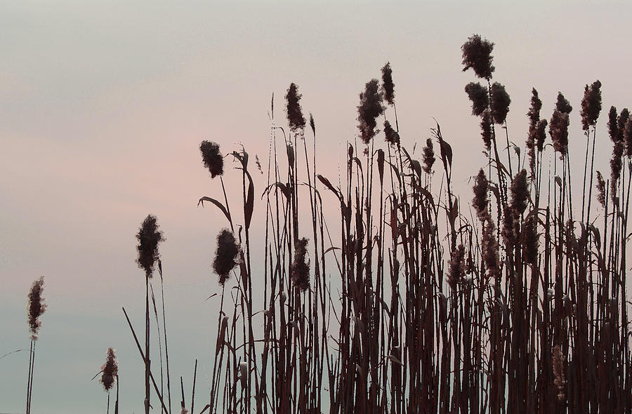 Cat Tails at Sunset Photograph by Margie Avellino