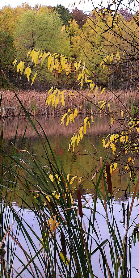 Cat Tails in a Pond Photograph by Lynn Hansen