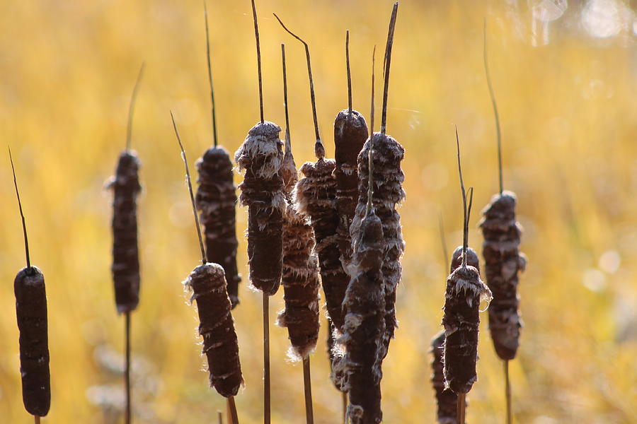 Cat Tails in November Photograph by Bruce Patrick Smith